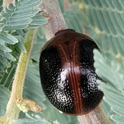 Dicranosterna immaculata (Acacia leaf beetle) at Crace Grasslands - 17 Jan 2024 by trevorpreston