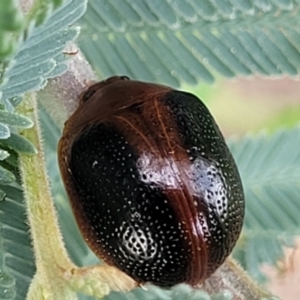 Dicranosterna immaculata at Crace Grasslands - 17 Jan 2024