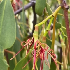 Amyema miquelii at Rob Roy Range - 16 Jan 2024