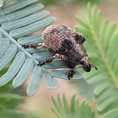 Gonipterus sp. (genus) (Eucalyptus Weevil) at Crace Grasslands - 17 Jan 2024 by trevorpreston