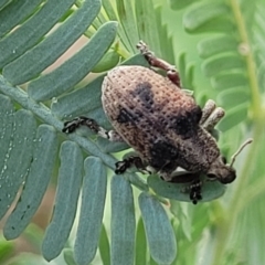 Gonipterus sp. (genus) at Crace Grasslands - 17 Jan 2024