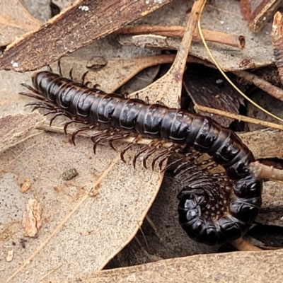 Paradoxosomatidae sp. (family) (Millipede) at Mitchell, ACT - 16 Jan 2024 by trevorpreston