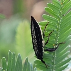 Rhinotia adelaidae (A belid weevil) at Crace Grasslands - 17 Jan 2024 by trevorpreston