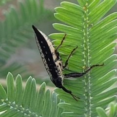 Rhinotia adelaidae at Crace Grasslands - 17 Jan 2024