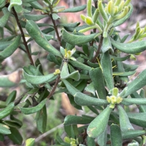 Persoonia rigida at Rob Roy Range - 16 Jan 2024 01:23 PM