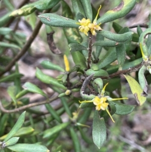 Persoonia rigida at Rob Roy Range - 16 Jan 2024