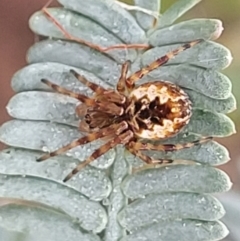 Araneus hamiltoni (Hamilton's Orb Weaver) at Mitchell, ACT - 16 Jan 2024 by trevorpreston