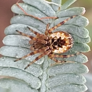 Araneus hamiltoni at Crace Grasslands - 17 Jan 2024