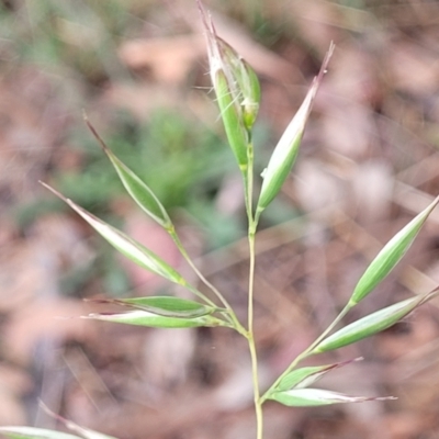Rytidosperma sp. (Wallaby Grass) at Mitchell, ACT - 16 Jan 2024 by trevorpreston