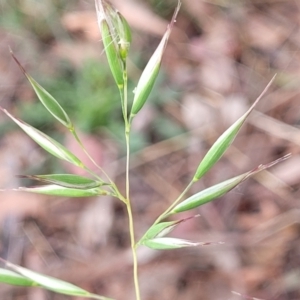 Rytidosperma sp. at Crace Grasslands - 17 Jan 2024