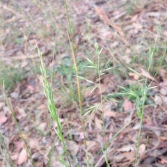 Rytidosperma sp. at Crace Grasslands - 17 Jan 2024 08:13 AM