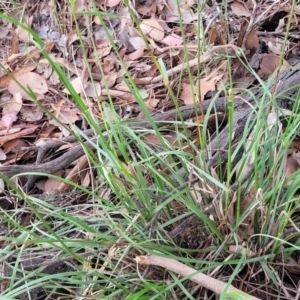 Rytidosperma sp. at Crace Grasslands - 17 Jan 2024