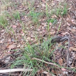 Rytidosperma sp. at Crace Grasslands - 17 Jan 2024