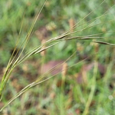 Austrostipa (genus) (A Corkscrew Grass) at Crace Grasslands - 17 Jan 2024 by trevorpreston