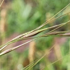 Austrostipa sp. at Crace Grasslands - 17 Jan 2024