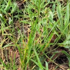 Austrostipa sp. at Crace Grasslands - 17 Jan 2024 08:09 AM