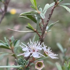 Kunzea ericoides (Burgan) at Rob Roy Range - 16 Jan 2024 by JaneR