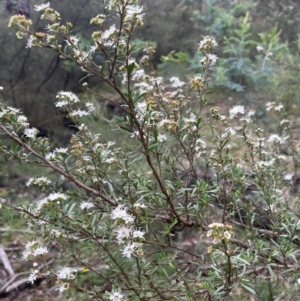 Kunzea ericoides at Rob Roy Range - 16 Jan 2024 01:26 PM