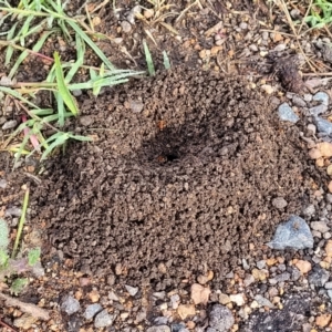 Camponotus consobrinus at Crace Grasslands - 17 Jan 2024 08:07 AM