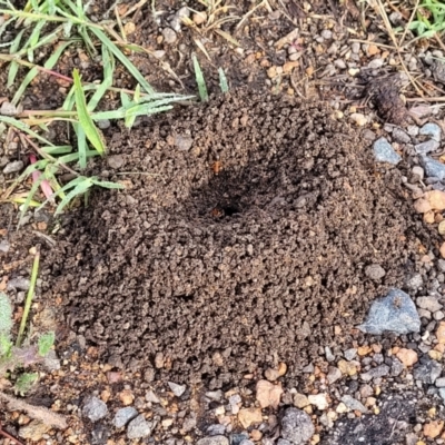 Camponotus consobrinus (Banded sugar ant) at Mitchell, ACT - 16 Jan 2024 by trevorpreston
