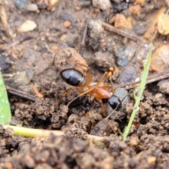 Camponotus consobrinus at Crace Grasslands - 17 Jan 2024