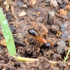 Camponotus consobrinus at Crace Grasslands - 17 Jan 2024