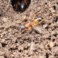 Camponotus consobrinus at Crace Grasslands - 17 Jan 2024