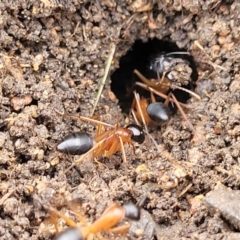 Camponotus consobrinus at Crace Grasslands - 17 Jan 2024