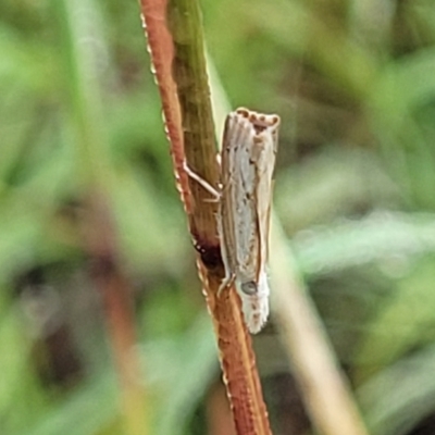 Culladia cuneiferellus (Crambinae moth) at Mitchell, ACT - 16 Jan 2024 by trevorpreston