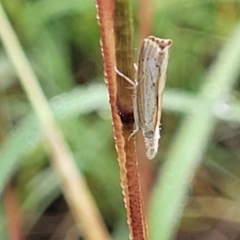 Culladia cuneiferellus at Crace Grasslands - 17 Jan 2024