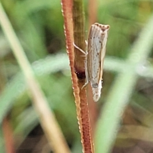 Culladia cuneiferellus at Crace Grasslands - 17 Jan 2024 08:01 AM