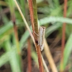 Culladia cuneiferellus at Crace Grasslands - 17 Jan 2024 08:01 AM