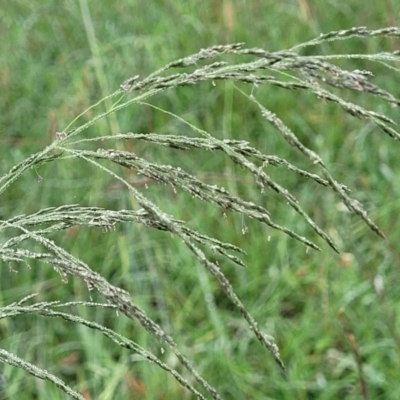 Eragrostis curvula (African Lovegrass) at Crace Grasslands - 17 Jan 2024 by trevorpreston