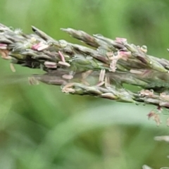 Eragrostis curvula at Crace Grasslands - 17 Jan 2024