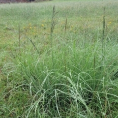 Eragrostis curvula at Crace Grasslands - 17 Jan 2024