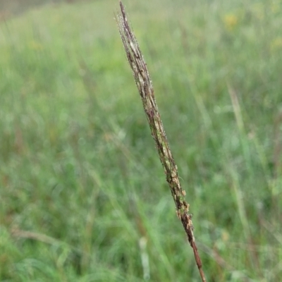 Bothriochloa macra (Red Grass, Red-leg Grass) at Mitchell, ACT - 16 Jan 2024 by trevorpreston