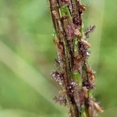 Bothriochloa macra at Crace Grasslands - 17 Jan 2024