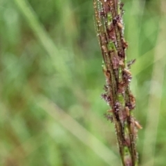 Bothriochloa macra at Crace Grasslands - 17 Jan 2024