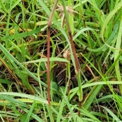 Bothriochloa macra at Crace Grasslands - 17 Jan 2024