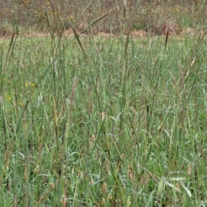 Bothriochloa macra at Crace Grasslands - 17 Jan 2024