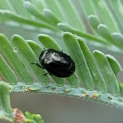 Ditropidus sp. (genus) (Leaf beetle) at Mitchell, ACT - 16 Jan 2024 by trevorpreston