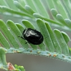 Ditropidus sp. (genus) (Leaf beetle) at Crace Grasslands - 17 Jan 2024 by trevorpreston