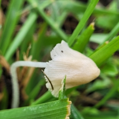 Unidentified Cap on a stem; gills below cap [mushrooms or mushroom-like] at Crace Grasslands - 16 Jan 2024 by trevorpreston