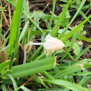 zz agaric (stem; gills white/cream) at Crace Grasslands - 17 Jan 2024 07:53 AM