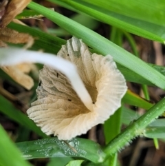 zz agaric (stem; gills white/cream) at Crace Grasslands - 17 Jan 2024 07:53 AM