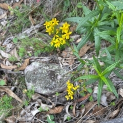 Senecio linearifolius var. latifolius at Rob Roy Range - 16 Jan 2024 by JaneR