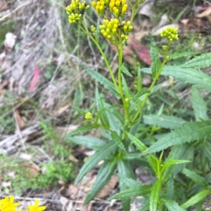 Senecio linearifolius var. latifolius at Rob Roy Range - 16 Jan 2024 01:38 PM