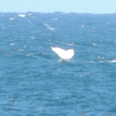 Megaptera novaeangliae at Merimbula, NSW - 10 Oct 2023