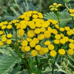 Tanacetum vulgare (Tansy) at Mitchell, ACT - 16 Jan 2024 by trevorpreston