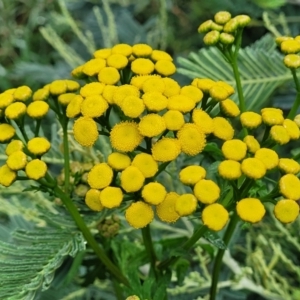 Tanacetum vulgare at Crace Grasslands - 17 Jan 2024 07:52 AM